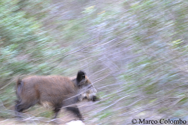 Al momento stai visualizzando Cinghiale