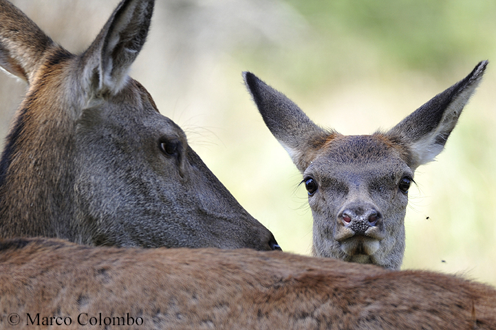 You are currently viewing Red deer