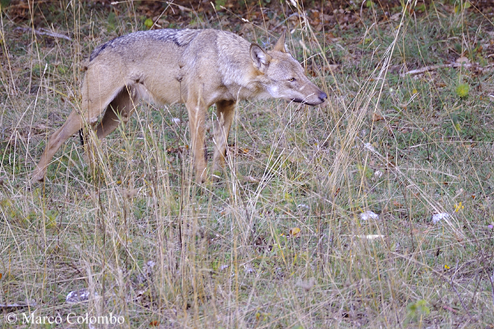 Read more about the article Italian wolf