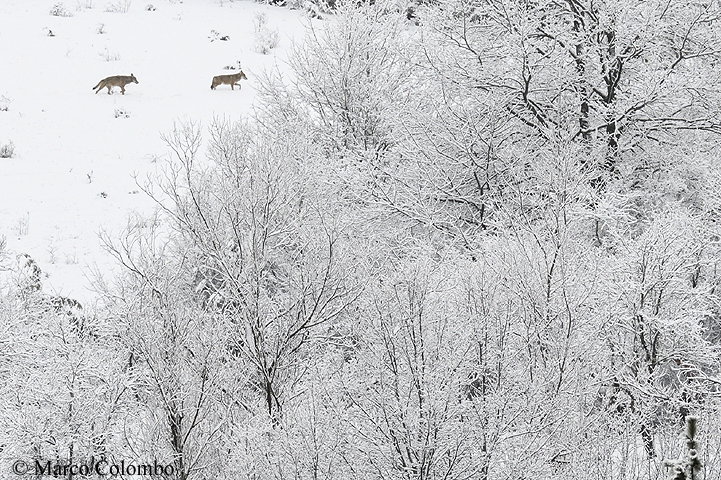 Read more about the article Italian wolves