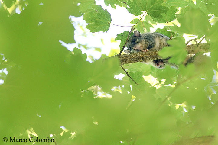 Read more about the article Edible dormouse