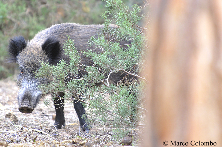 Al momento stai visualizzando Cinghiale