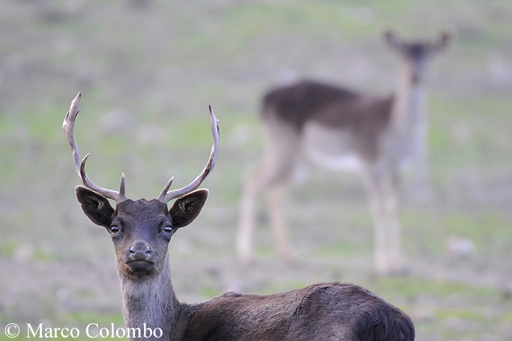 Read more about the article Fallow deer