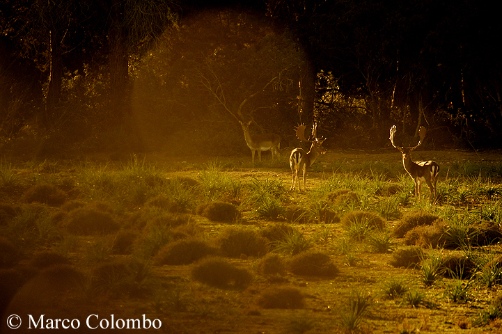 You are currently viewing Fallow deer