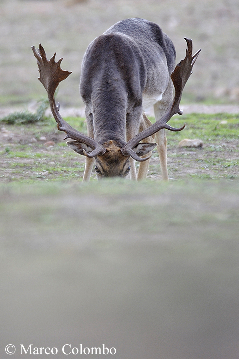 You are currently viewing Fallow deer