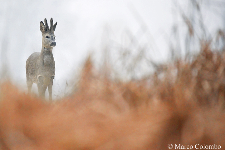 You are currently viewing Roe deer