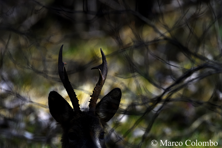 Al momento stai visualizzando Capriolo