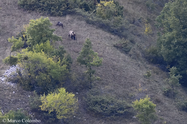 Read more about the article Marsican brown bear