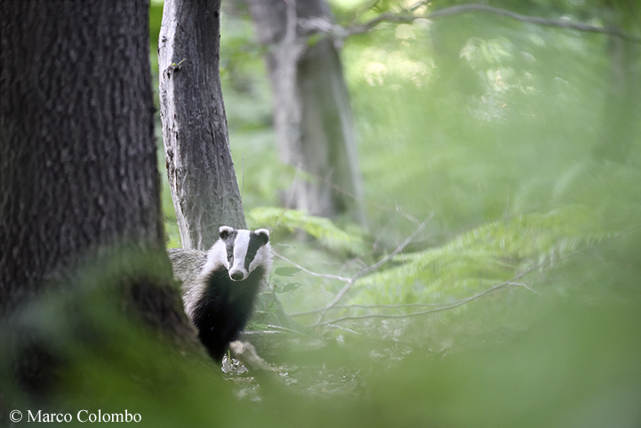 You are currently viewing Badger