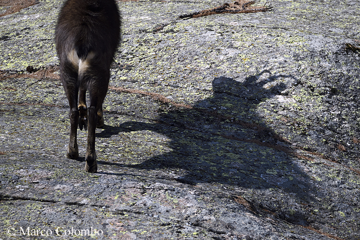 You are currently viewing Alpine chamois