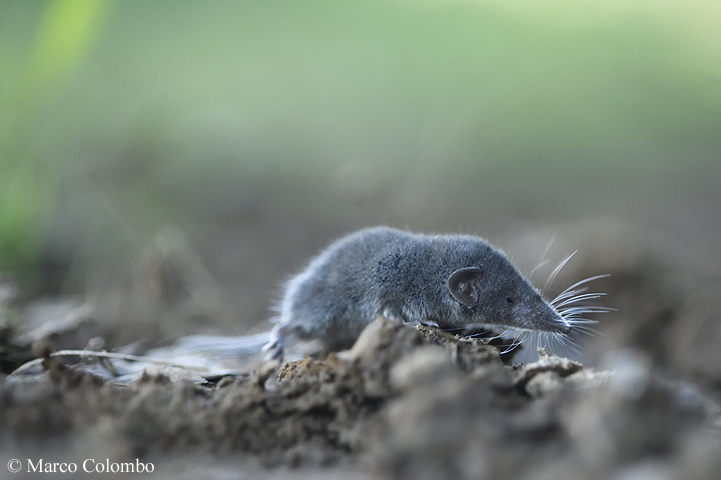 You are currently viewing Lesser white-toothed shrew