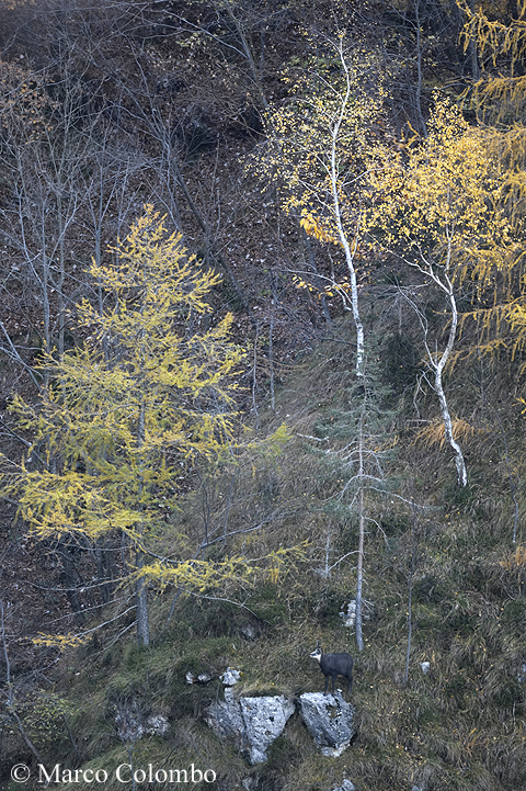 Al momento stai visualizzando Camoscio alpino