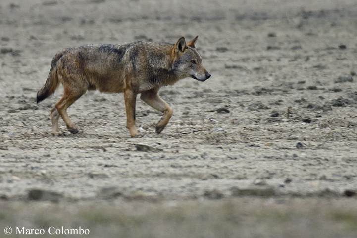 Read more about the article Italian wolf