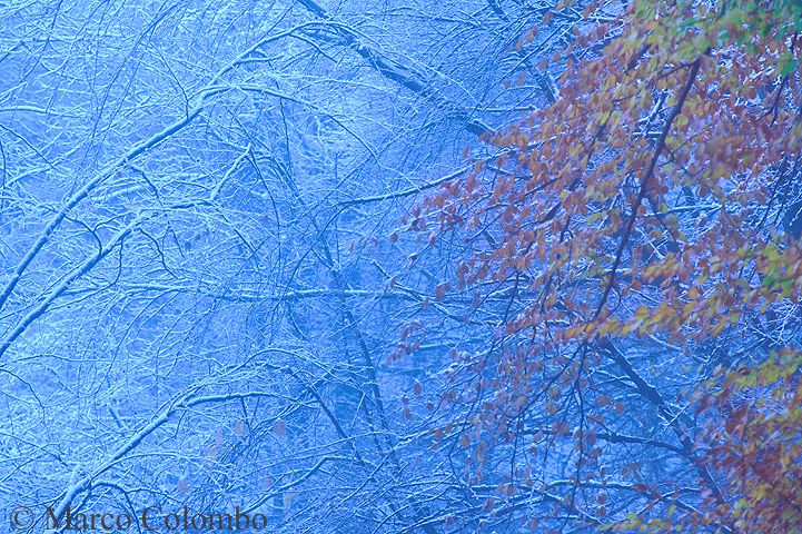 Al momento stai visualizzando L’abbraccio dell’inverno