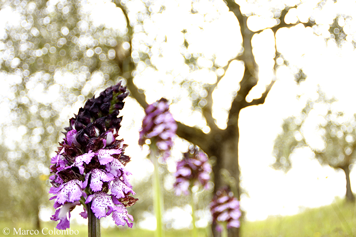 Al momento stai visualizzando Orchidea purpurea