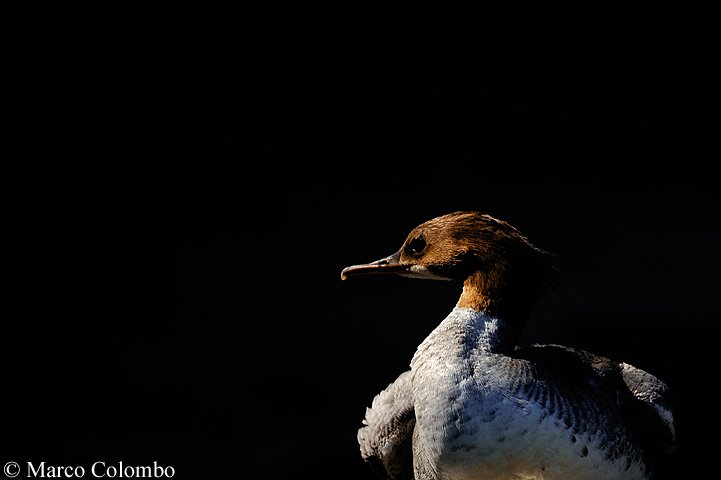 Read more about the article Goosander