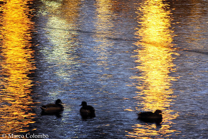 You are currently viewing Mallards