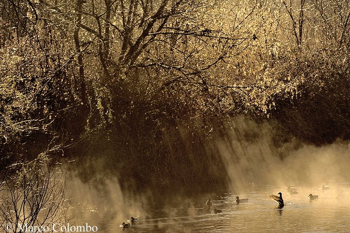 You are currently viewing Mallards