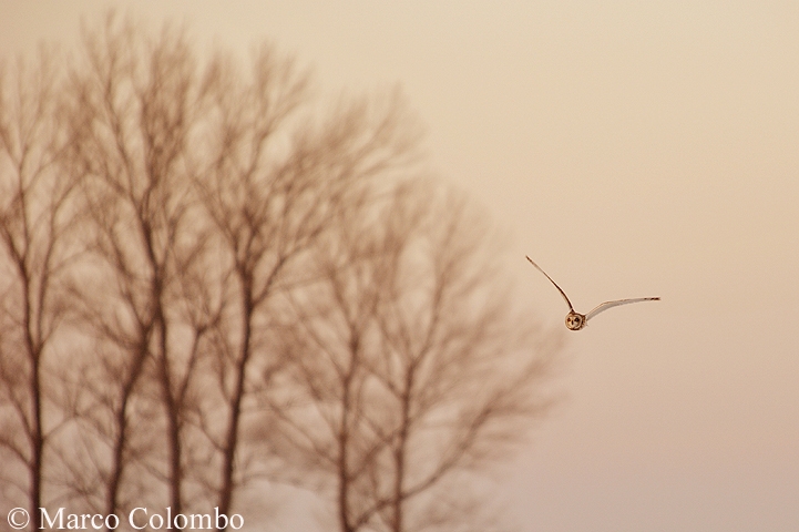 Read more about the article Short-eared owl