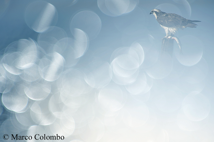 Al momento stai visualizzando Falco pescatore