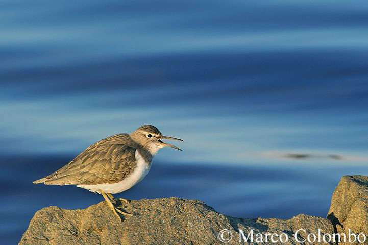 You are currently viewing Common sandpiper