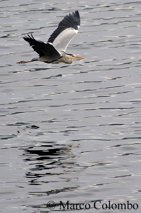 You are currently viewing Grey heron