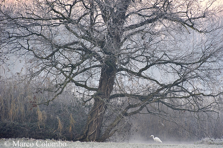 Read more about the article Great egret