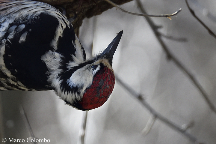 Read more about the article White-backed woopecker