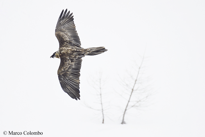 Read more about the article Bearded vulture