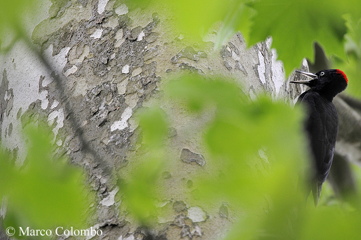 You are currently viewing Black woodpecker