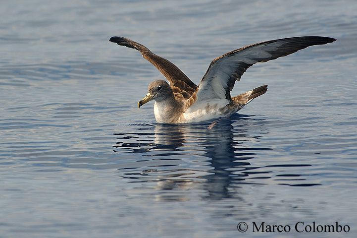 Read more about the article Scopoli’s Shearwater