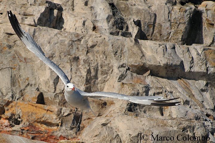 Read more about the article Audouin’s gull