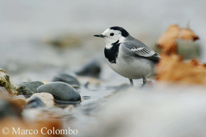 Read more about the article White wagtail