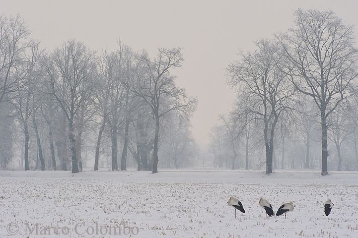 You are currently viewing White storks