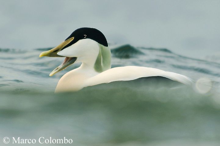 You are currently viewing Common eider