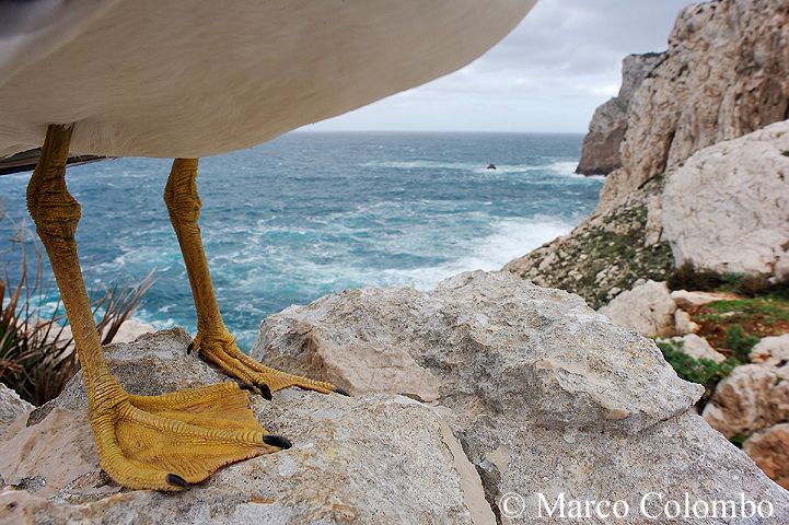 Read more about the article Yellow-legged gull