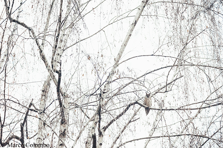 You are currently viewing Long-eared owl