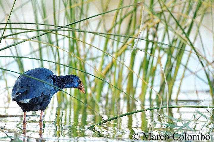 You are currently viewing Purple swamphen