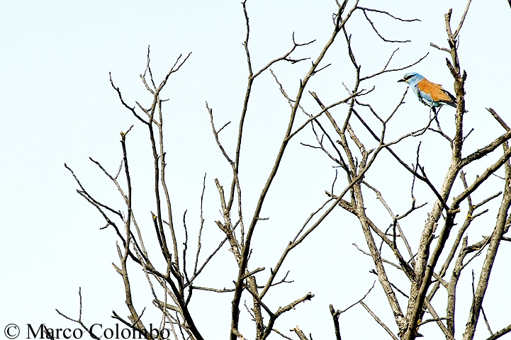 Read more about the article European roller