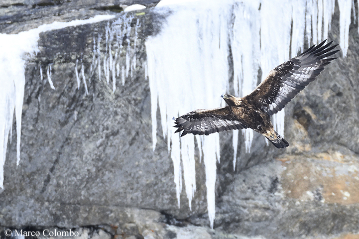 You are currently viewing Golden eagle