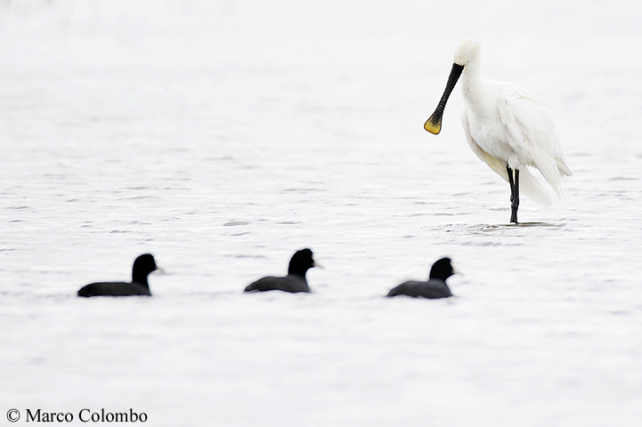 Read more about the article Eurasian spoonbill