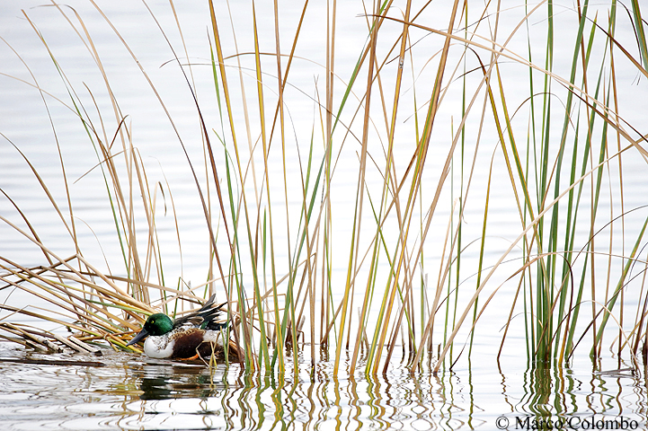 Read more about the article Northern shoveler