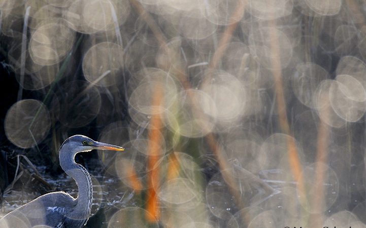 Grey heron