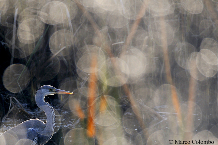 You are currently viewing Grey heron