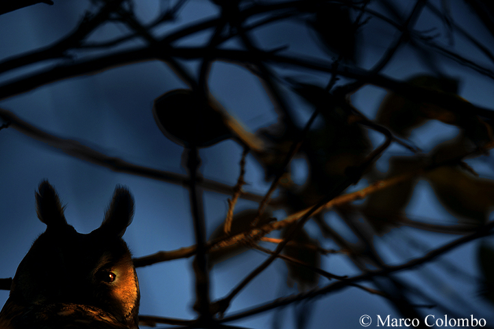 You are currently viewing Long-eared owl