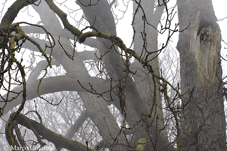 You are currently viewing Tawny owl