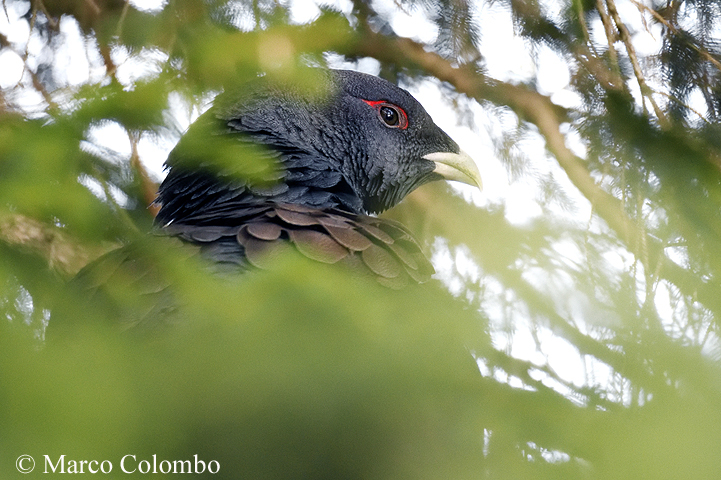 You are currently viewing Capercaillie