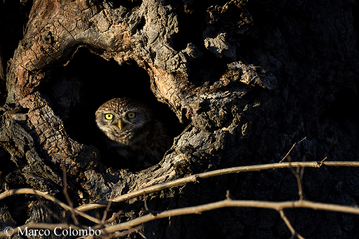 You are currently viewing Little owl