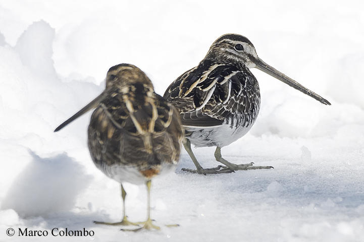 Read more about the article Common snipes