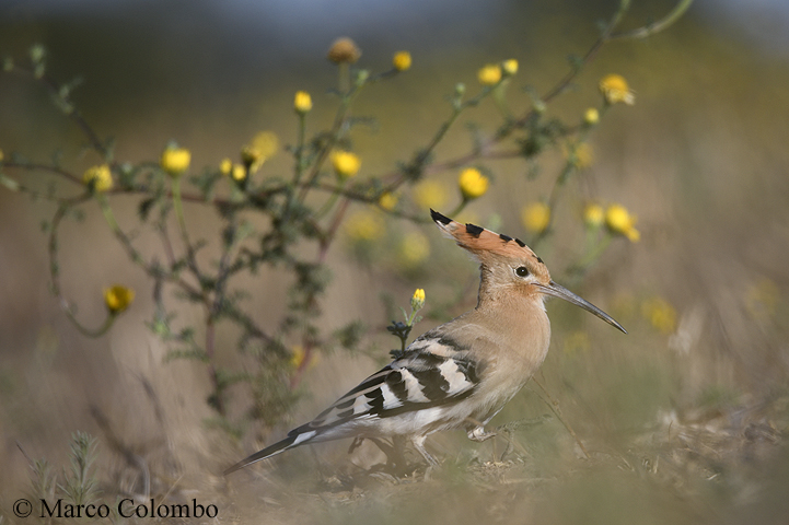 Read more about the article Hoopoe